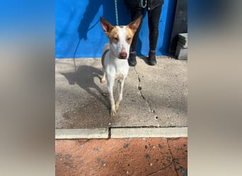 Rayos, hofft auf seine Chance