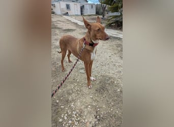 Ween, freundliche zarte Podi Hündin