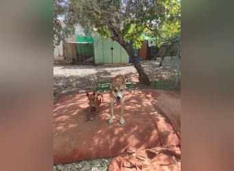 Mango, überlebte und hofft auf sein Glück