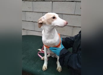 Matias, ein lustiger kleiner Bube