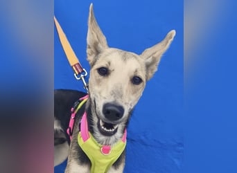 Ariana - große Ohren, wacher Blick und bereit für ein neues Kapitel