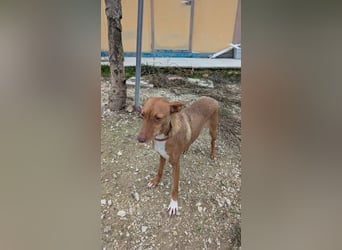 Ween, freundliche zarte Podi Hündin