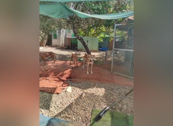 Mango, überlebte und hofft auf sein Glück