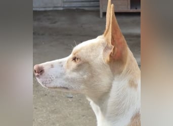 Liebevolle Podenca sucht endlich ihr Glück - Tina wartet schon viel zu lange