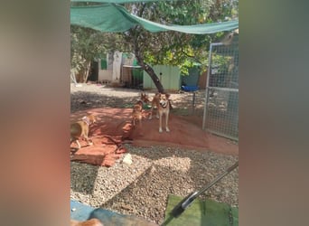 Mango, er sollte erhängt werden