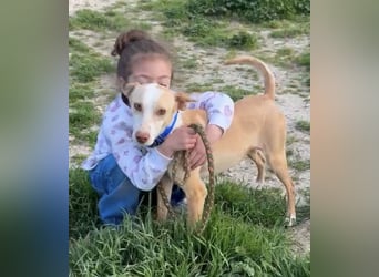 Liebevolle Podenca sucht endlich ihr Glück - Tina wartet schon viel zu lange