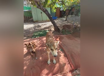 Mango, er sollte erhängt werden