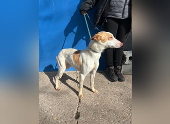 Rayos, hofft auf seine Chance