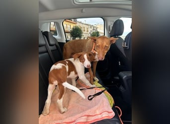 Ween, freundliche zarte Podi Hündin