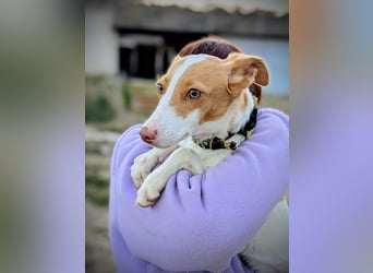 Casillas, ein freundlicher sozialer Junghund