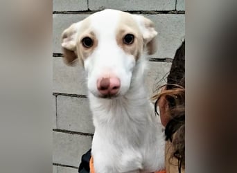 Matias, ein kleiner freundlicher Podi Bube