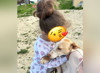 Liebevolle Podenca sucht endlich ihr Glück - Tina wartet schon viel zu lange