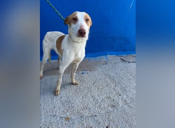 Rayos, hofft auf seine Chance