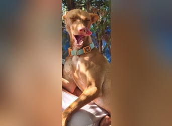 Mango, er sollte erhängt werden