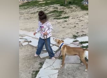 Liebevolle Podenca sucht endlich ihr Glück - Tina wartet schon viel zu lange