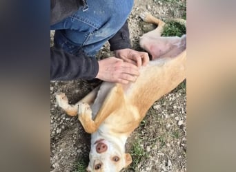 Liebevolle Podenca sucht endlich ihr Glück - Tina wartet schon viel zu lange