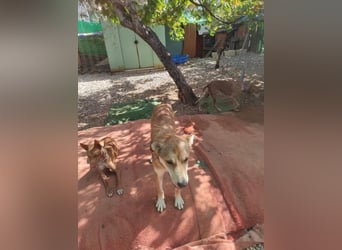 Mango, überlebte und hofft auf sein Glück