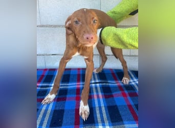 Dolce, bereit die Welt zu entdecken