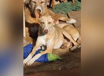 Soldado, freundlich und sehr sozial