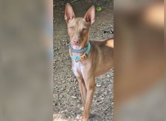 Mango, überlebte und hofft auf sein Glück