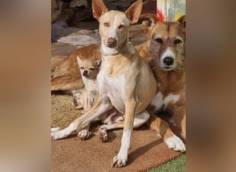 Soldado, freundlich und sehr sozial