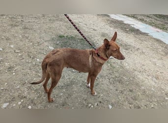 Ween, freundliche zarte Podi Hündin