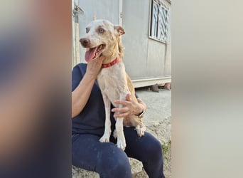 Dylan, ein goldenes Herz sucht Zuhause