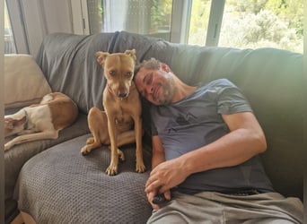 Sharie - such ein neues zu Hause, gerne mit Hundekumpel Sharie - such ein neues zu Hause, gerne mit Hundekumpel