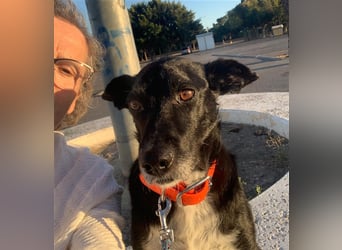 Kiko, Podenco-Mix-Junge sucht Sofa