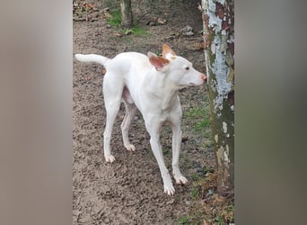 Paul - kluger liebervoller Podenco sucht eine Familie