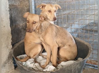 Sharie - such ein neues zu Hause, gerne mit Hundekumpel Sharie - such ein neues zu Hause, gerne mit Hundekumpel