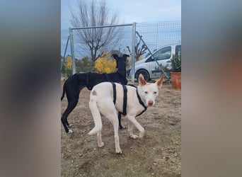 Paul - kluger liebervoller Podenco sucht eine Familie