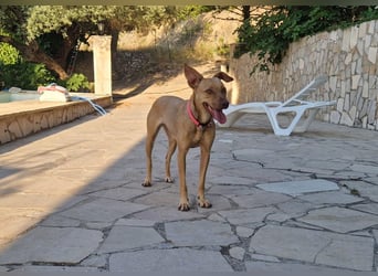 Sharie - such ein neues zu Hause, gerne mit Hundekumpel Sharie - such ein neues zu Hause, gerne mit Hundekumpel