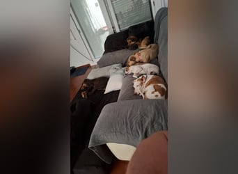 Sharie - such ein neues zu Hause, gerne mit Hundekumpel Sharie - such ein neues zu Hause, gerne mit Hundekumpel