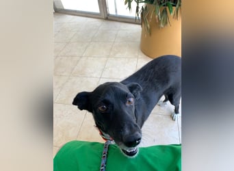 Kiko, Podenco-Mix-Junge sucht Sofa