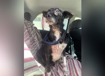 Kiko, Podenco-Mix-Junge sucht Sofa