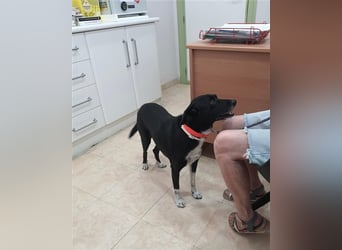 Kiko, Podenco-Mix-Junge sucht Sofa