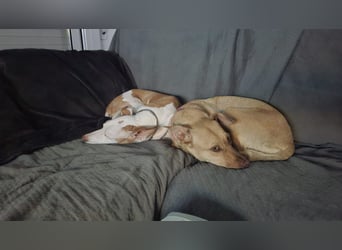 Sharie - such ein neues zu Hause, gerne mit Hundekumpel Sharie - such ein neues zu Hause, gerne mit Hundekumpel