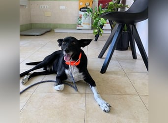 Kiko, Podenco-Mix-Junge sucht Sofa