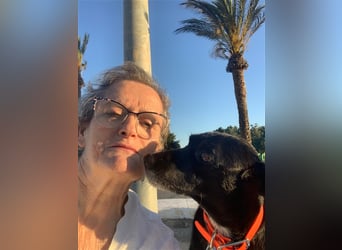 Kiko, Podenco-Mix-Junge sucht Sofa