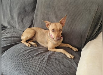 Sharie - such ein neues zu Hause, gerne mit Hundekumpel Sharie - such ein neues zu Hause, gerne mit Hundekumpel