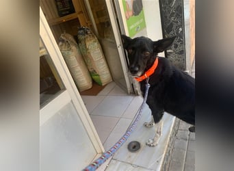 Kiko, Podenco-Mix-Junge sucht Sofa