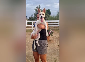 Asana – pure Lebensfreude auf vier Pfoten