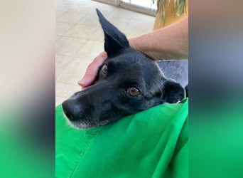 Kiko, Podenco-Mix-Junge sucht Sofa