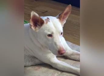 Paul - kluger liebervoller Podenco sucht eine Familie