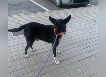 Kiko, Podenco-Mix-Junge sucht Sofa