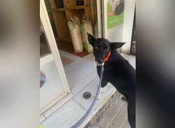 Kiko, Podenco-Mix-Junge sucht Sofa