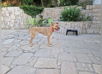 Sharie - such ein neues zu Hause, gerne mit Hundekumpel Sharie - such ein neues zu Hause, gerne mit Hundekumpel