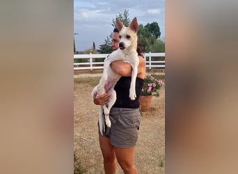 Asana – pure Lebensfreude auf vier Pfoten