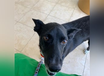 Kiko, Podenco-Mix-Junge sucht Sofa